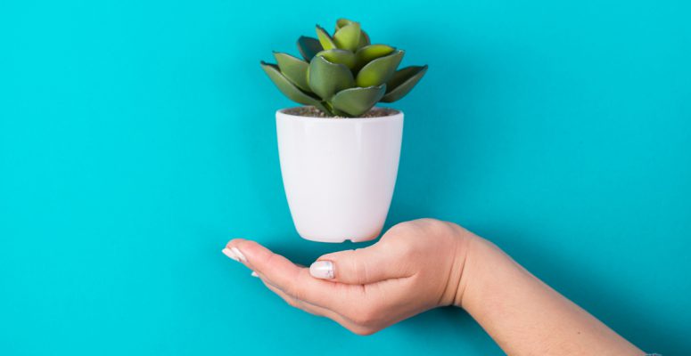 idea of a hand and an artificial plant. minimalism
