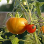 Horta em apartamento: saiba como aproveitar o espaço e cultivar a sua também