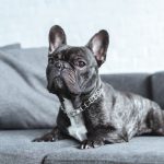 Como ter um cachorro morando em apartamento