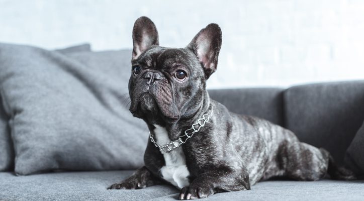 Cute french bulldog lying on grey sofa