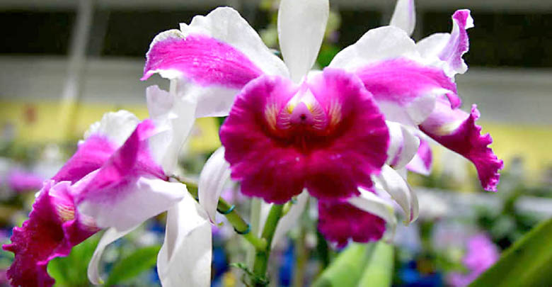 46º Festival de Flores de Santo André. 
